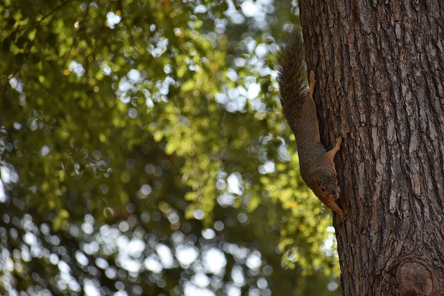 西克塔斯在 西克塔斯在